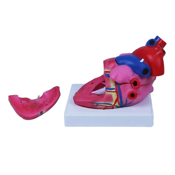 Modern Maxbell PVC Human Heart Model Display Science Teaching Learning Educational Study Authentic