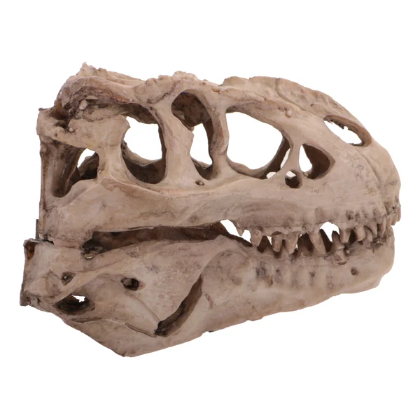 Specialty Maxbell 16cm Dinosaur Tyrannosaurus Rex Skull Resin Model Collectibles Aquarium Ornament Home Decor Environmentally Friendly