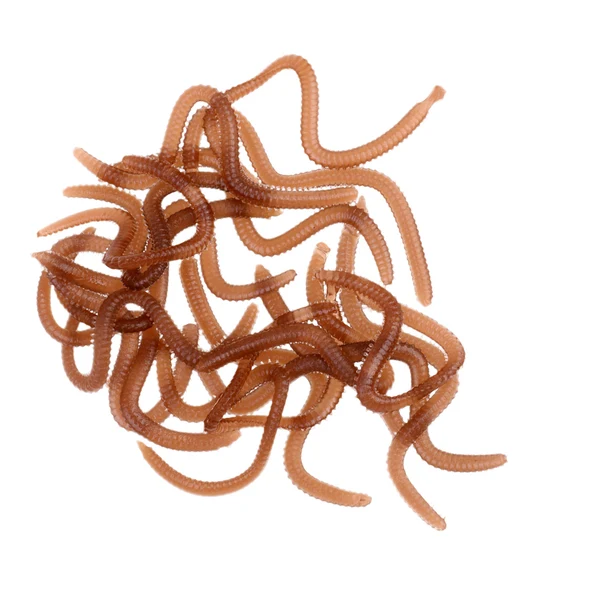 Premium Material Maxbell 20Pcs box Artificial 9cm Earthworm Clam Worms Soft Baits Smell Fishing Lures Dependable