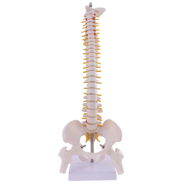 Specialty Maxbell 45cm Tall Human Spine Anatomy Model and Mini Heart Keychain Halloween Toy Enhanced