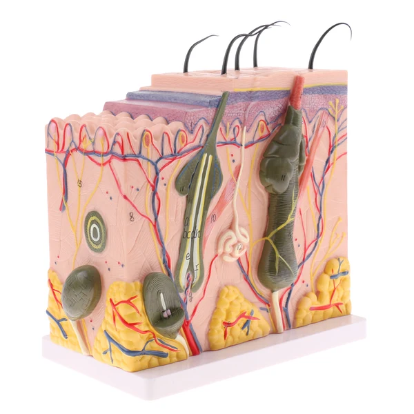 Trendy Maxbell Human Skin Model 50X Enlarged Science Anatomy Biology Teaching Aids School Education Supplies w 25 labeled diagrams High-Performance