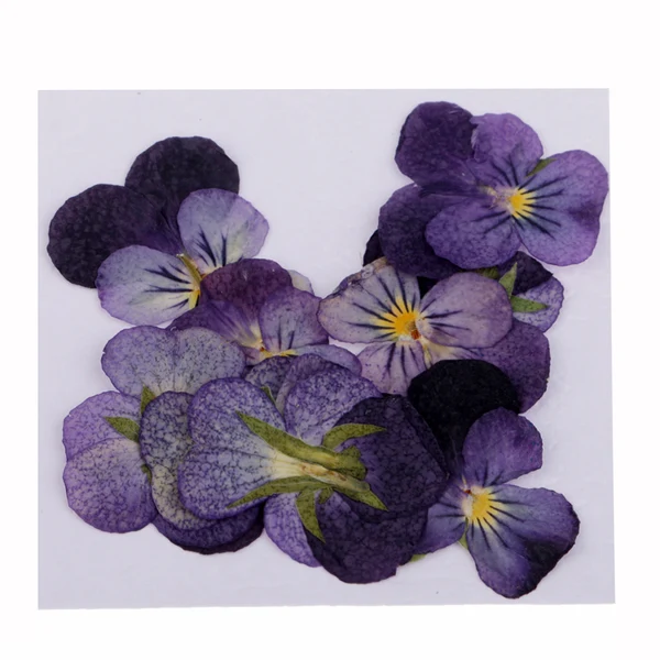 Clean Maxbell 24 Pieces Pressed Violet Dried Flowers Embellishments for Craft DIY Nail Art Jewelry Making DIY Pendants Charms Authentic