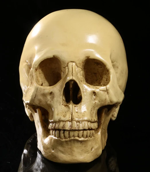Smart Maxbell 2Pieces Lifesize 1 1 Human Skull Replica Resin Model Anatomical Skeleton Model Minimalist