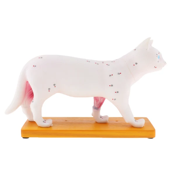 Healthy Maxbell Dog Cat Acupuncture Anatomical Model With Acupuncture Points Professional Teaching Tool Science Educational Official