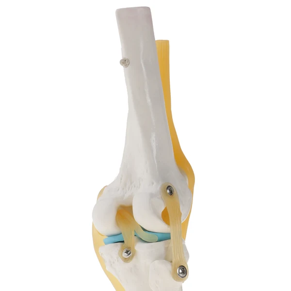 Original Maxbell 1 1 Human Knee Joint Skeleton 5 Lumbar Vertebrae Coccyx Skeleton Model Excellent