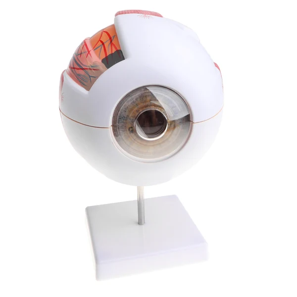 Breathable Maxbell Simulation 4D Human Eye Ball Model School Teaching Tool Lab Supplies Science Toy Smart
