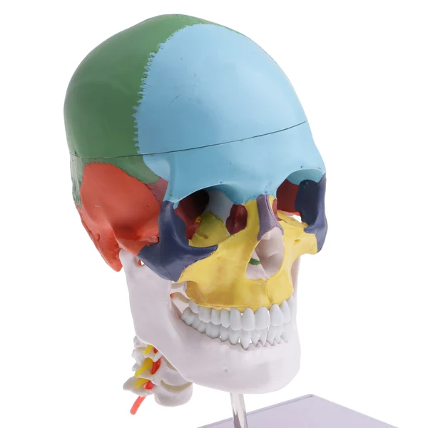 Eco-Friendly Maxbell 1 1 Life size Precise Colored 22 Parts Human Head Skull Skeleton with Cervical Vertebra Model Educational Study Accessories Ornament Exclusive