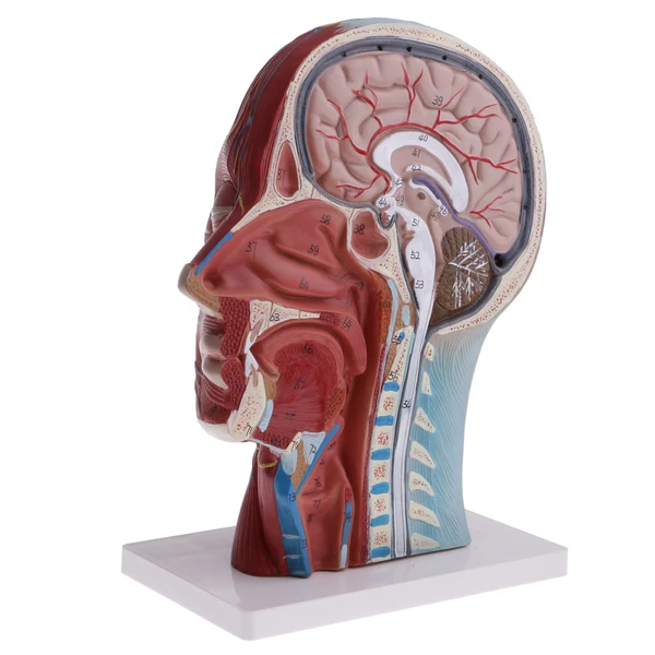 Premium Material Maxbell Median Section of 1 1 Human Head Neck Superficial Muscle Nerve Model Kit School Teaching Tools Lab Ornament w Base Powerful
