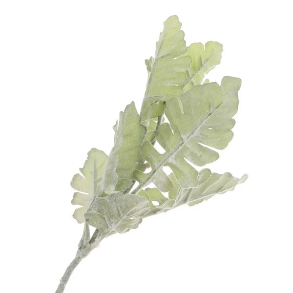 Specialty Maxbell Artificial Fake Flower Senecio Cineraria Leaf for Home Wedding Decoration Official