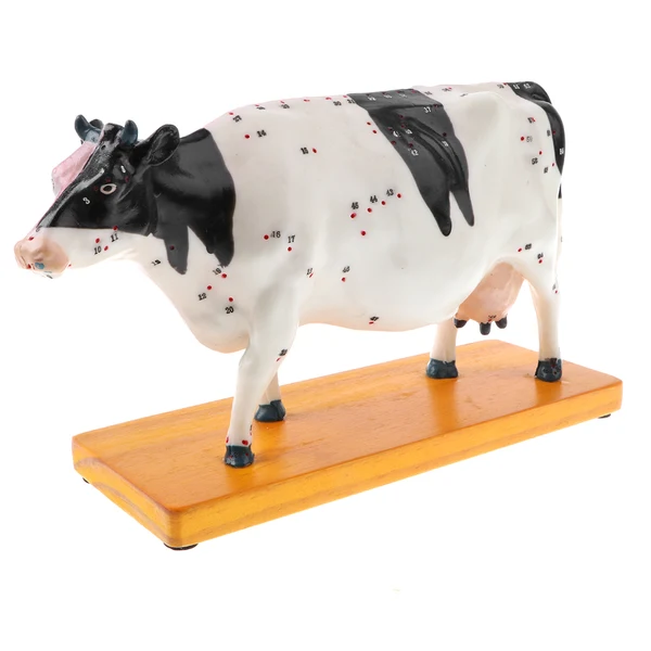 Efficient Maxbell Professional 68 Acupuncture Points Cattle Anatomical Model School Teaching Tool Lab Supplies Durable