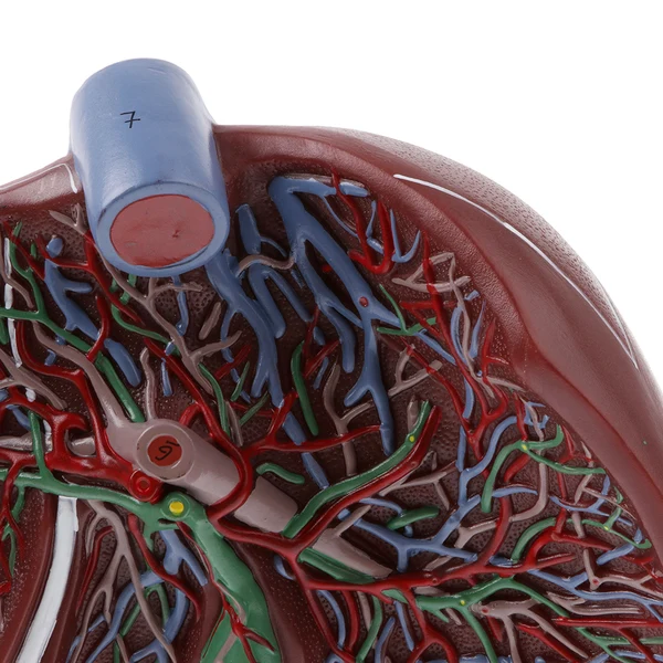 Long-Lasting Maxbell Magnified 1.5x Highly Detailed Human Liver Normal Model Educative Science Toy Learning Tool Advanced