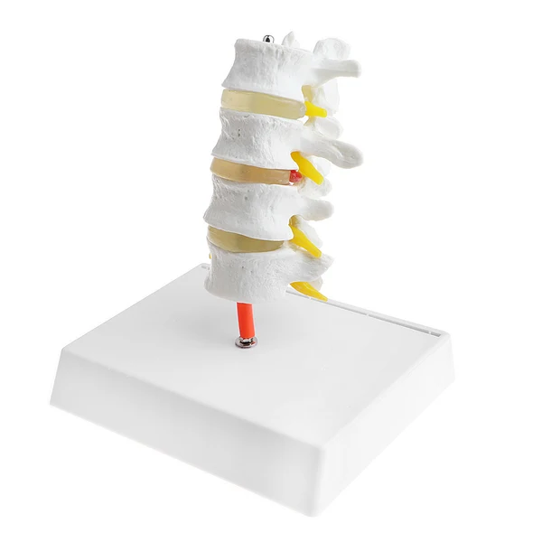 Clean Maxbell 1 1 Human 4 Lumbar Vertebrae Intervertebral Disc Skeleton Model School Teaching Display Lab Supplies Easy-to-Use