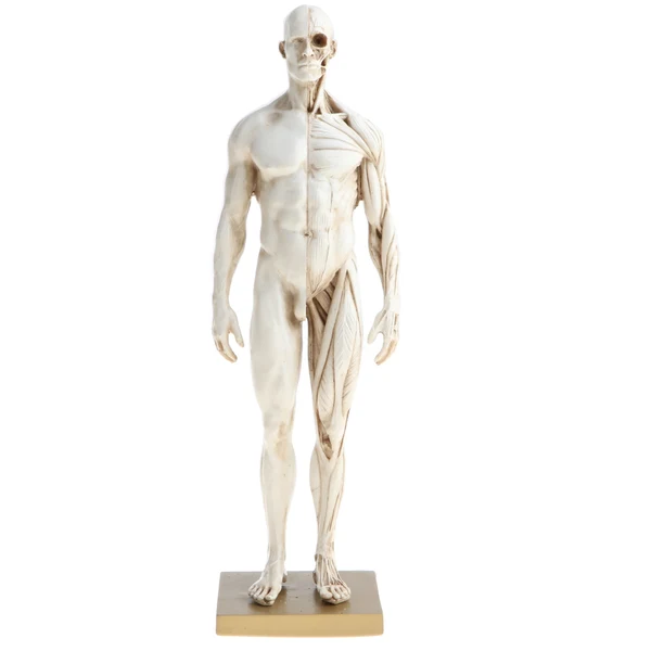 Practical Maxbell 11 Inch Male Anatomy Figure Model Anatomical Reference For Artists - White Reusable