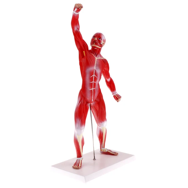 Specialty Maxbell 50cm Height Human Muscle Superficial Muscle Torso Skeleton Model with Base Lab Demonstration Display Science Toy High-End