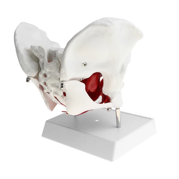 Effective Maxbell 1 1 Lifesize Female Pelvis Coccyx Sacrum with Removable Organs Model Display School Teaching Tool Prestigious
