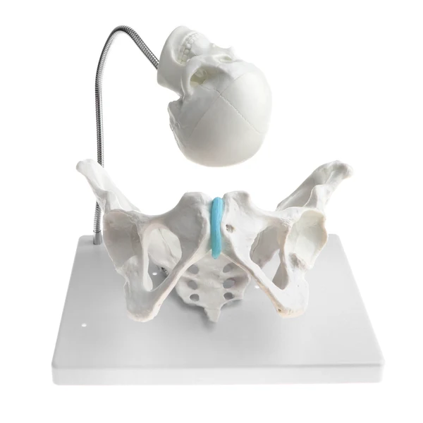 Fine Crafted Maxbell 1 1 Human Female Pelvis with Embryo Head Skeleton Model for School Teaching Display Anatomy Toy Smart