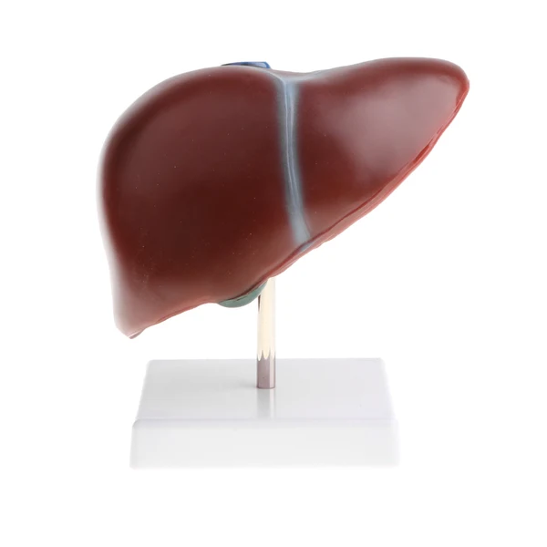 Crafted Maxbell 1 1 Lifesize Human Noraml Liver Lobule Gallbladder Model with Base School Teaching Display Tool Healthy