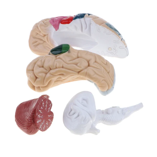 Detailed Maxbell 1 1 Multicolored Removable 8 Parts Human Brain Cerebral Cortex Anatomical Model Green