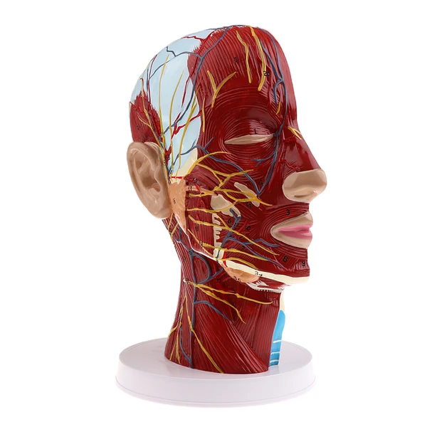Trusted Maxbell Superficial Median Sagittal Plane Of Head Model For Teaching And Presenting Selected