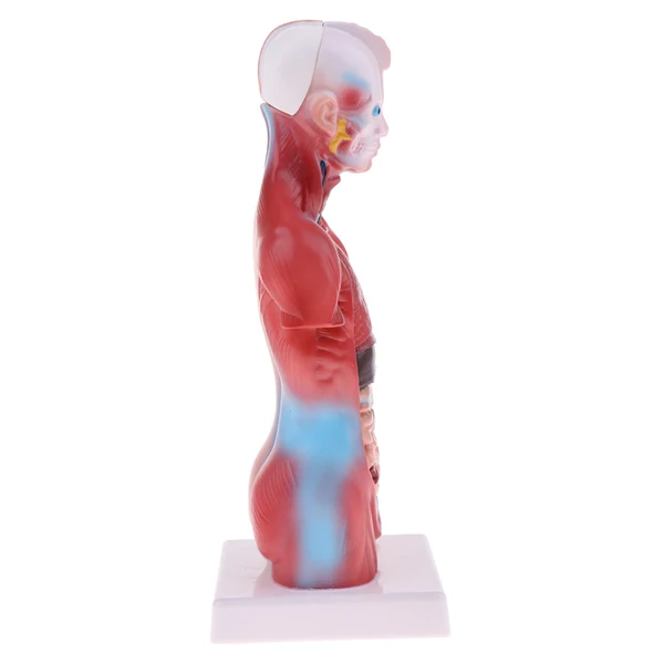 Crafted Maxbell 28cm Human Torso Male Viscera Heart Brain Skeleton Body Model Practice School Teaching Lab Supplies Premium