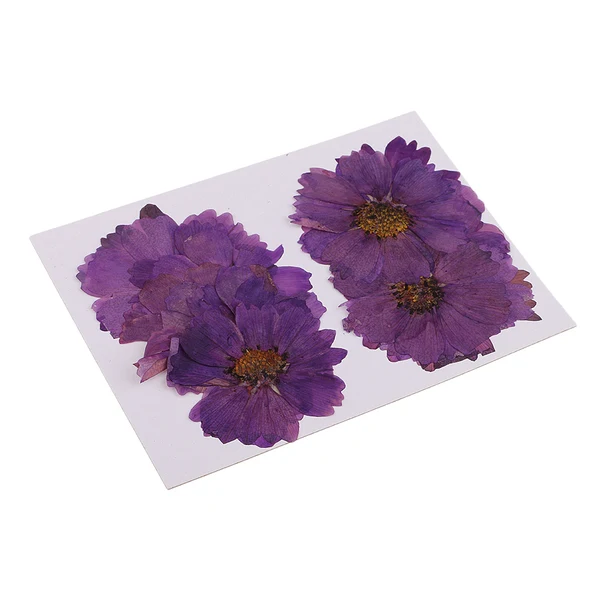 Verified Maxbell 20 Pieces Pressed Coreopsis Purple Flowers Press Dried Flower Filler For Epoxy Resin Pendant Necklace Jewelry Making Craft DIY Accessories Sustainable