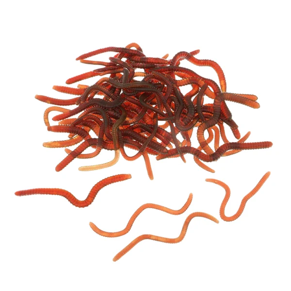 Secure Maxbell Artificial Imitation Earthworm Design High Quality Soft Silica Gel Clamworm Lifelike Fishing Lure Premium Material