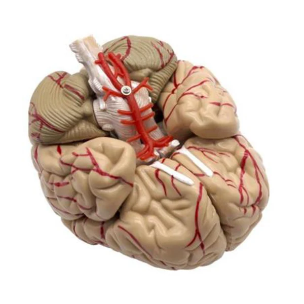 Pure Maxbell Human Anatomical Brain Epiphysis Dissection Medical Organ Teach Model Clean