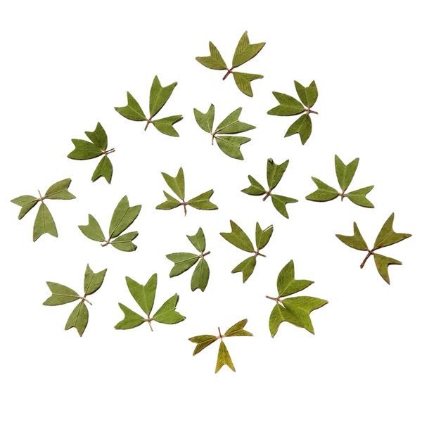 Fine Maxbell 10x Pressed Dried Flower Dry Leaves for DIY Crafts Bookmark Cards Making 01 Proven
