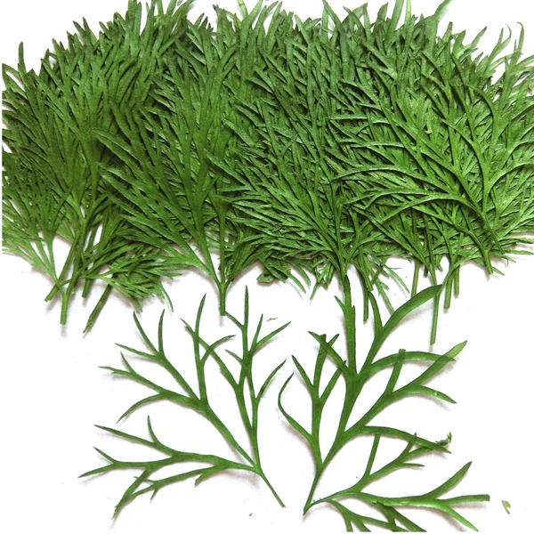 Effective Maxbell 10x Pressed Dried Flower Dry Leaves for DIY Crafts Bookmark Cards Making 03 Classic