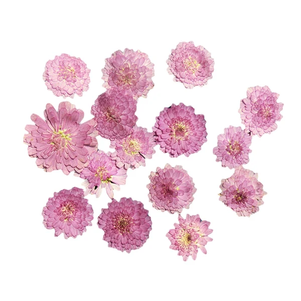 Contemporary Maxbell 10x Pressed Dried Flower Dry Leaves for DIY Crafts Bookmark Cards Making 02 Secure