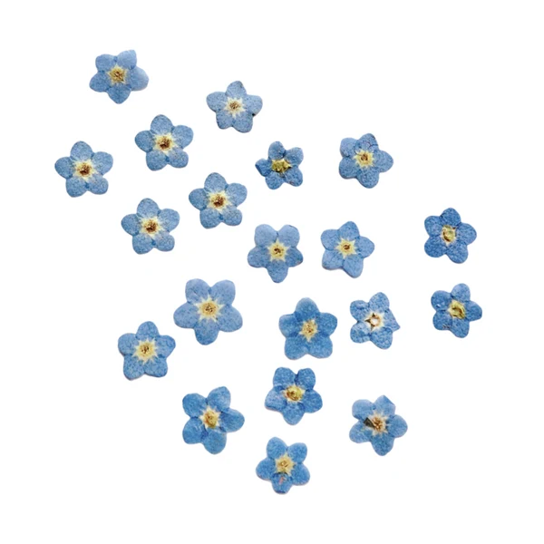 Functional Maxbell 10x Pressed Dried Flower Dry Leaves for DIY Crafts Bookmark Cards Making 04 Excellent