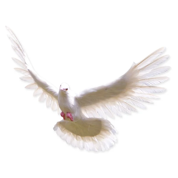Organic Maxbell Small Artificial Bird Feathered istic Garden Home Decor Ornament 3 Exclusive