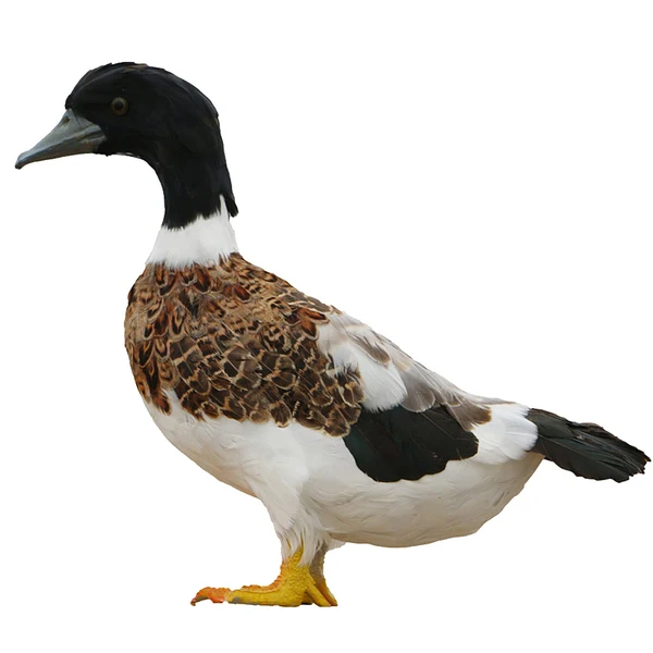 Specialty Maxbell istic Artificial Animal Mini Feathered Garden Decor Figure Duck Durable