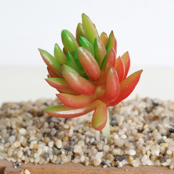 Relaxed Maxbell 3.54'' Artificial Succulent Plant for Office Home Decoration DIY 13 First-Class