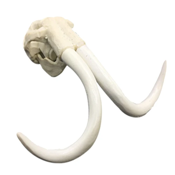 Flexible Maxbell Set of 2 Reptile Vivarium Decoration Elephant Goat Skull Hide Cave Nest Aquarium Underwater Ornament Solid