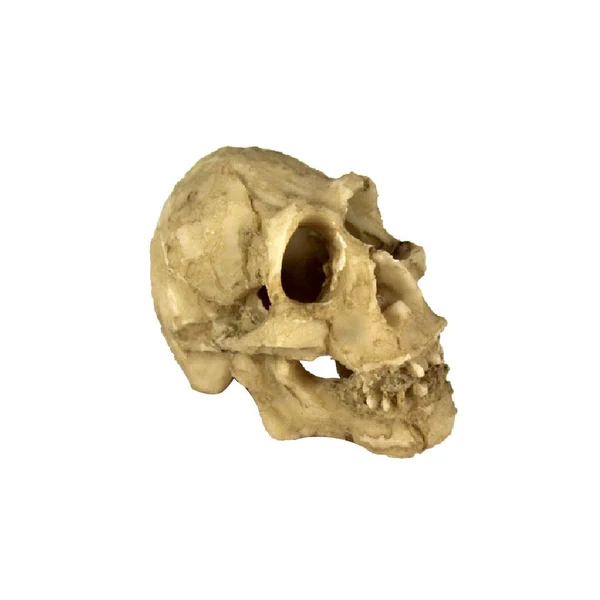 Functional Maxbell Reptile Snake Turtle Vivarium Rock Caves Decor Aquarium Ornament Skull Head Enhanced