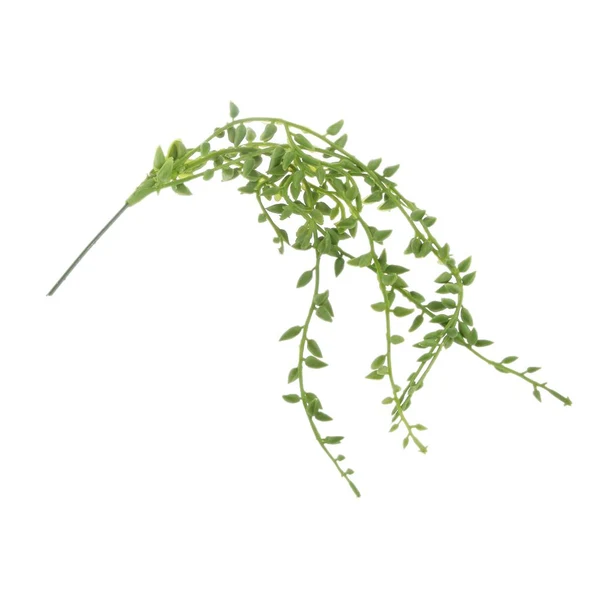 Versatile Maxbell Artificial Foliage Succulent Senecio Radicans Plant Weddin Party Vivid Decor Prestigious