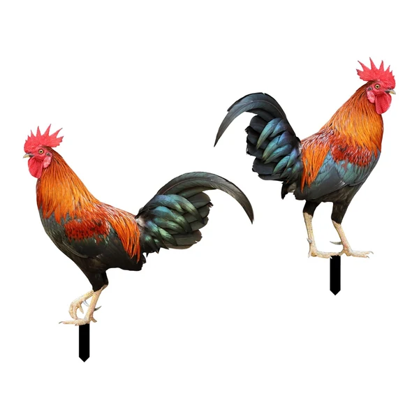 Certified Maxbell Rooster Animal Statue Ornament Garden Stakes Standing Sculpture for Patio Color A and B Outstanding