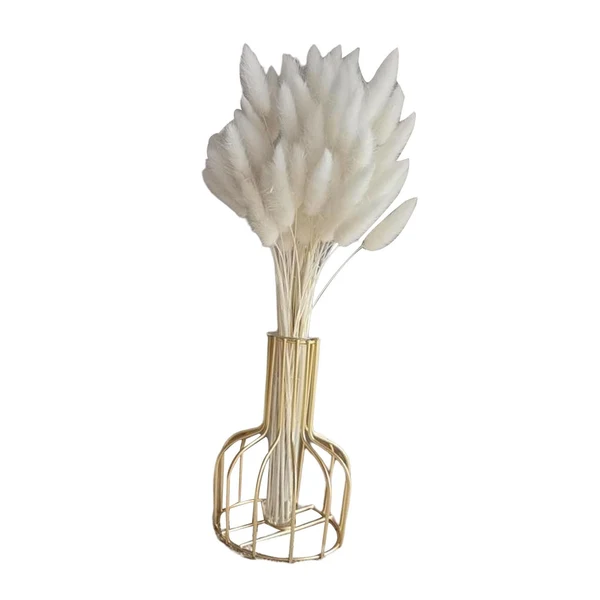 First-Class Maxbell Maxbell 60 Pieces Dried Bunny Tail Grass Short Stems for Photograph Props Party Home White Eco-Friendly