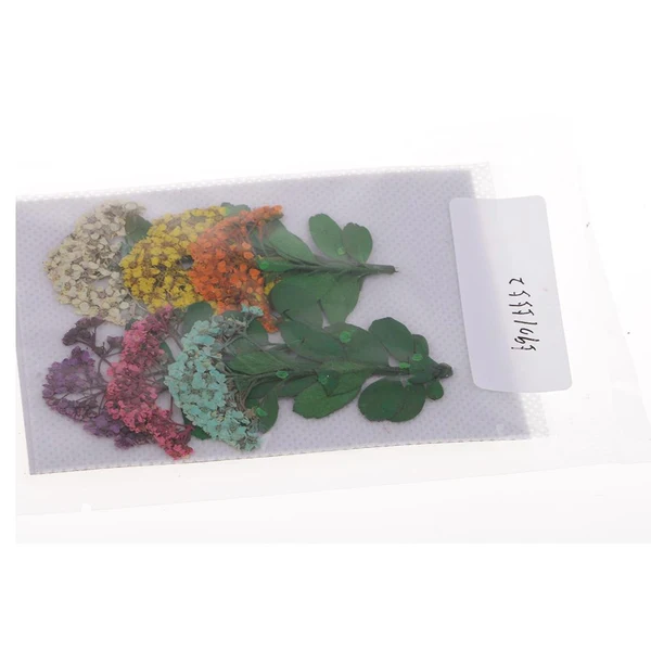 Fashionable Maxbell Multiple Mixed Natural Pressed Dried Flower Leaf DIY Art Craft Decor big size Long-Lasting