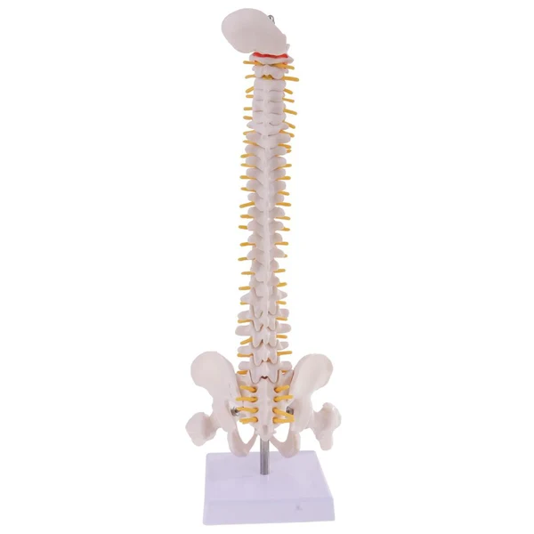 Fast Maxbell Mini 49cm Tall Anatomical Human Vertebral Column with Pelvis Femur Spine Model Skeleton Collectibles Practical