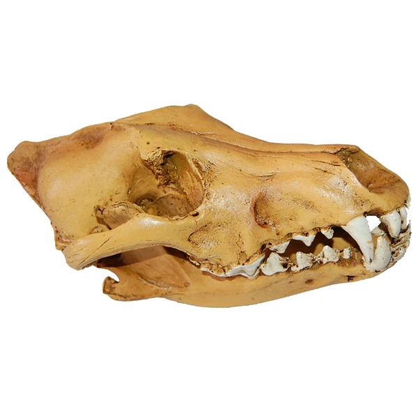 Trendy Maxbell Resin Wolf Skull Replica Head Model Figurine Collection Bar Tabletop Decor Healthy