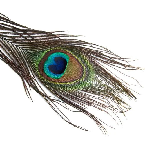 Casual Maxbell 10 Pcs Peacock Eye Tail Feathers for Craft Mask Hat 9-13 Inch Proven