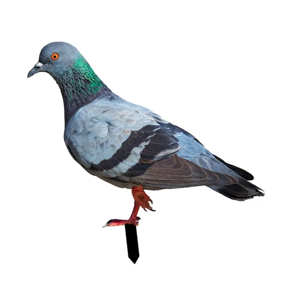High-Quality Maxbell Fairy Garden Stake Standing Decoration Animal Statue for Lawn Yard Backyard StyleB Responsible