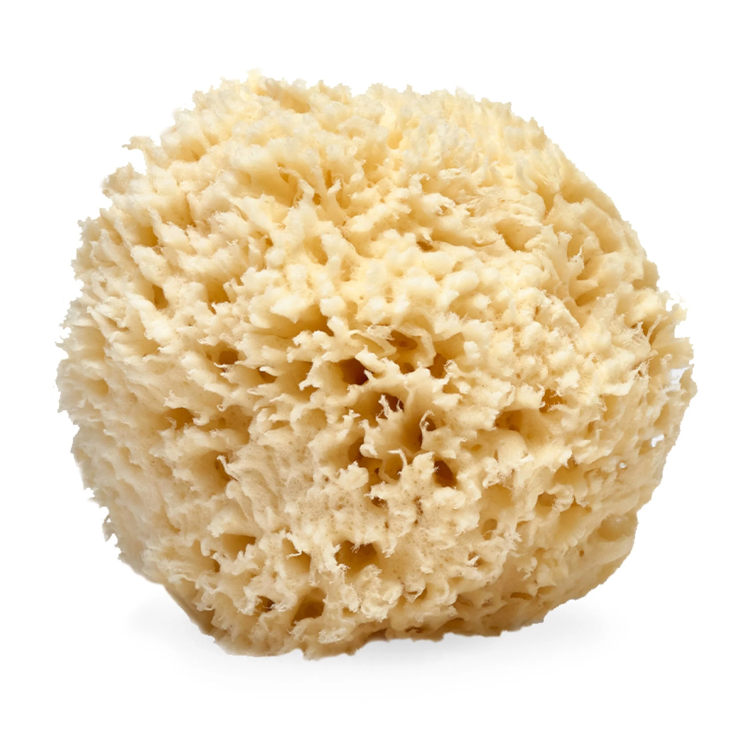 Official LATHER - Natural Sea Wool Sponge 5-6 - Organic Exfoliating Body Scrubber - Soft Gentle Cleansing - Hypoallergenic - All Skin Types - Florida Minimalist