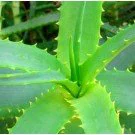 Efficient Aloe Vera Gel 1L - New and Improved Natural