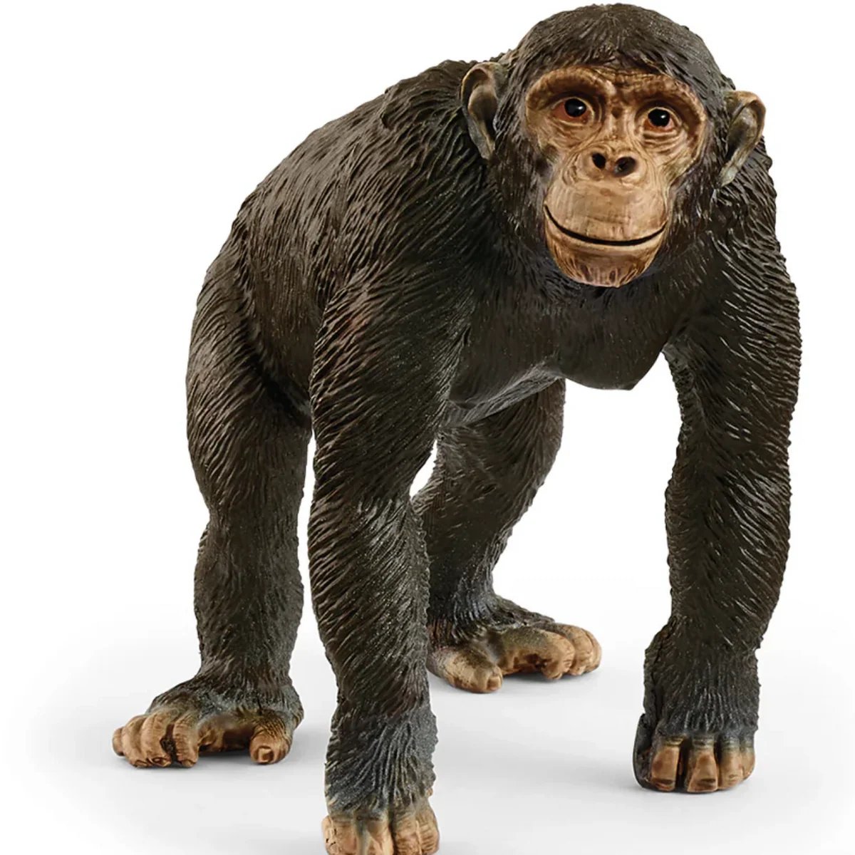 Powerful Chimpanzee Fashionable